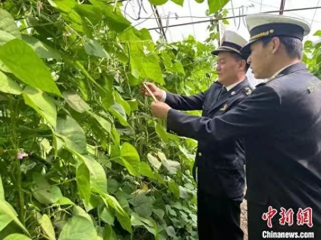 宁字号”冷凉蔬菜“鲜”达迪拜餐桌.-博彩活动-博彩彩金网-博彩论坛